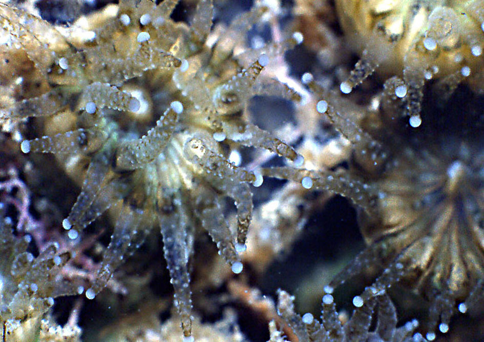 Cladocora cespitosa
